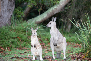 adult and young kangaroos in the wild