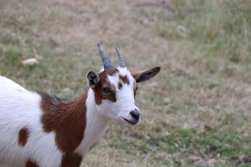 goat on green grass