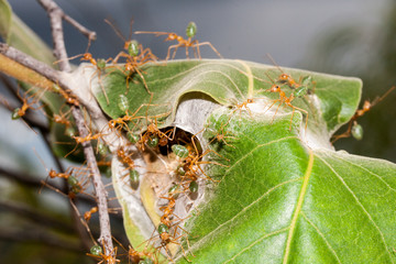 Fototapeta premium Green Ants nest