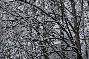 branches of tree in winter