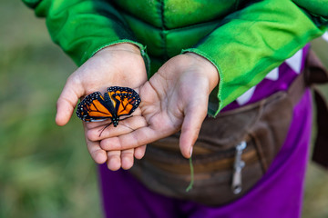 A close up high angle shot of a calm Monarch Butterfly resting on the palm of the hands of a...