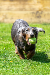 A blue long, haired, male dachshund running with a tennis ball while playing