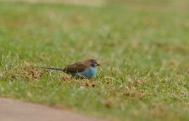 Red-cheeked Cordonbleu seen at Masai Mara, Kenya, Africa