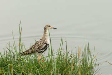 Ruff seen on the banks of lake Nakuru in Kenya, Africa