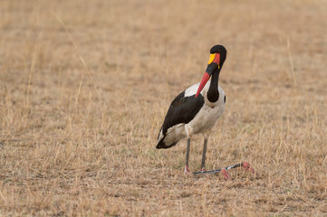 Saddle Billed Stork seen standing in a dry grassland at Masai Mara in Kenya,Africa
