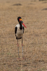 Saddle Billed Stork seen standing in a dry grassland at Masai Mara in Kenya,Africa