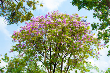 Purple and white flowers.