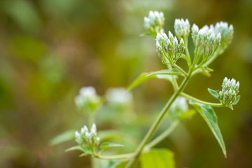 Fototapeta premium White flower of Siam weed or Bitter bush in tropical forest. Closeup and copy space. Concept of Herb.