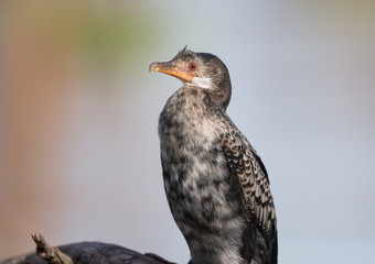 Long tailed or Reed Cormorant seen near Lake Naivasha in Kenya