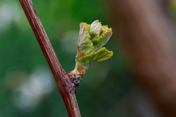 sprout of grapes