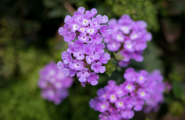 Close-up of purple Shrub Lantana is blooming, (Lantana Camara)