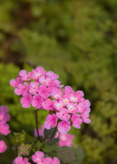 Close-up of sweet pink Shrub Lantana is blooming, (Lantana Camara)