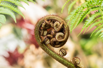 Close-up of growth of fern in the nature, beginning of fern.
