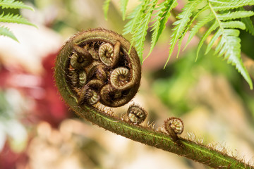 Close-up of growth of fern in the nature, beginning of fern.
