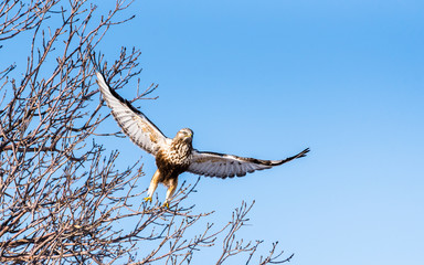 Rough-legged hawk taking flight