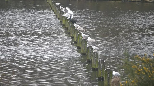 Seagulls sitting on a row of stumps on a river.