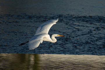 Very close view of a great egret flying, seen in the wild in a North California marsh 