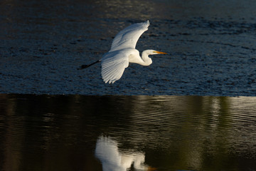 Very close view of a great egret flying, seen in the wild in a North California marsh 