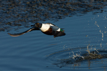 Northern Shoveler taking off, seen in the wild in North California