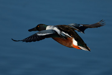 Northern Shoveler flying , seen in the wild in North California