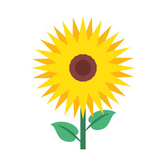 beautiful sunflower garden isolated icon
