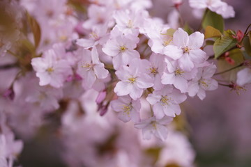Fototapeta premium 桜のアップ1