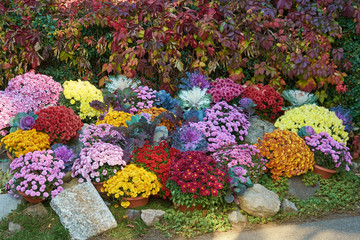 Decorative composition of fresh chrysanthemum flowers, autumn bouquet. Multicolored chrysanthemums in leaf fall botanical garden.
