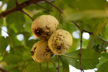 Yellow and fresh Psidium guajava fruits