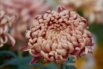 Chrysanthemum grandiflorum . Decorative composition of pink chrysanthemum flowers, autumn bouquet. Pink chrysanthemum in autumn garden.