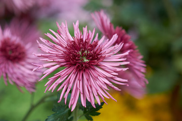 Chrysanthemum grandiflorum. Decorative composition of pink chrysanthemum flowers, autumn bouquet. Pink chrysanthemum in autumn botanical garden. © iryna_l