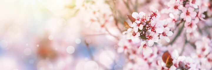 Fototapeta na wymiar tree with pink flowers in sunlight, spring blossom background