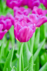 Tulip flowers for decoration, beauty, postcard and agricultural concept design.