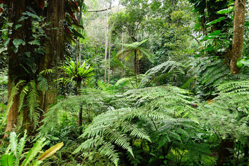 Naklejka na ściany i meble Natural green fern in the forest