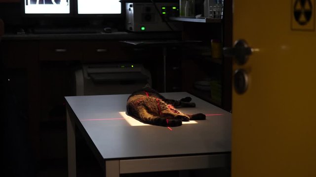 Vet clinic cat RTG inspection using specialistic medical imaging equipment.