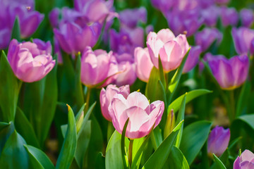 Tulip flowers for decoration, beauty, postcard and agricultural concept design.