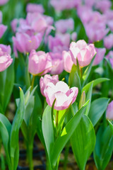 Tulip flowers for decoration, beauty, postcard and agricultural concept design.