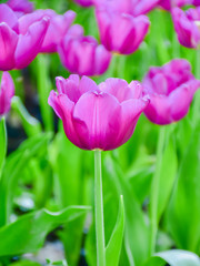 Tulip flowers for decoration, beauty, postcard and agricultural concept design.