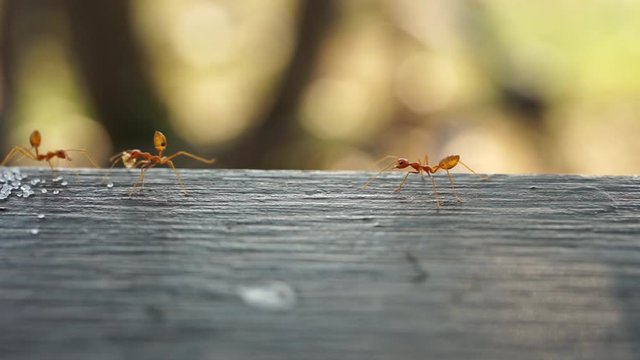 Red imported fire ant, Behavior of ants.