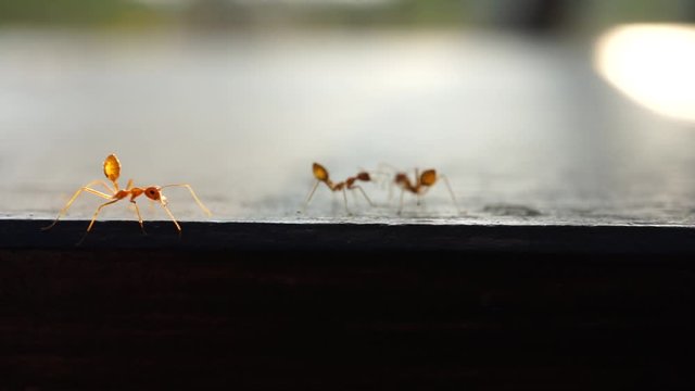 Red imported fire ant, Behavior of ants.