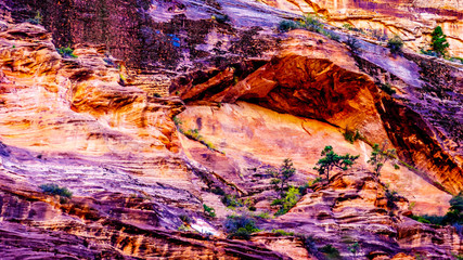 Cliff Overhang and Vegetation on the side Lady Mountain along the Emerald Pools Trail in Zion National Park, Utah, United States
