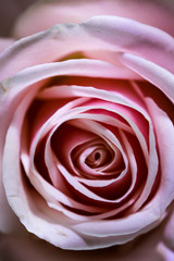 Fototapeta na wymiar Romantic artistic closeup bouquet of tender romantic blooming Rose flower.