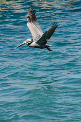 Pelican in mid-flight over a blue sea in Puerto Vallarta, Mexico.