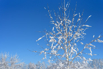snow-covered birch against the blue sky and snow-covered forest