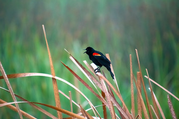 Red-winged Blackbird sitting in the reeds in Orlando Wetlands near Cape Canaveral.