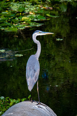 Great Blue Heron fishing in wetlands in Orlando Florida.