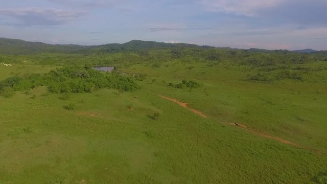 Drone view of a far away rider galloping a horse in a venezuelan plain, slow motion
