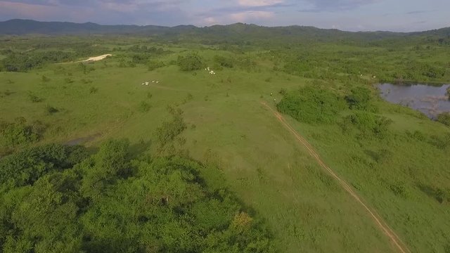 Aerial view of a venezuelan green plains with a lake at one side, cows and cowboys riding by a dirt path