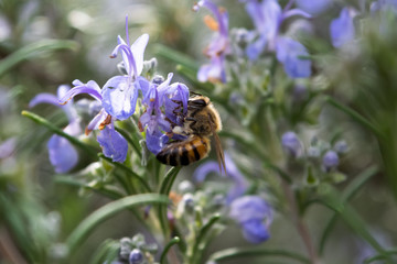 Bee pollenating a purple flower on rosemary bush in spring