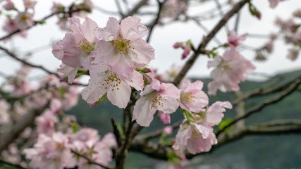 Obraz premium The close up of beautiful pink sakura flower branch (cherry blossom).