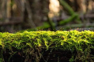 view through the green mosses covered tree trunk laying on the ground under the sun in the forest